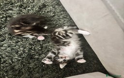 Maine Coon gatti in vendita: Cuccioli di Maine coon a Provincia di Mantova - Immagine 11