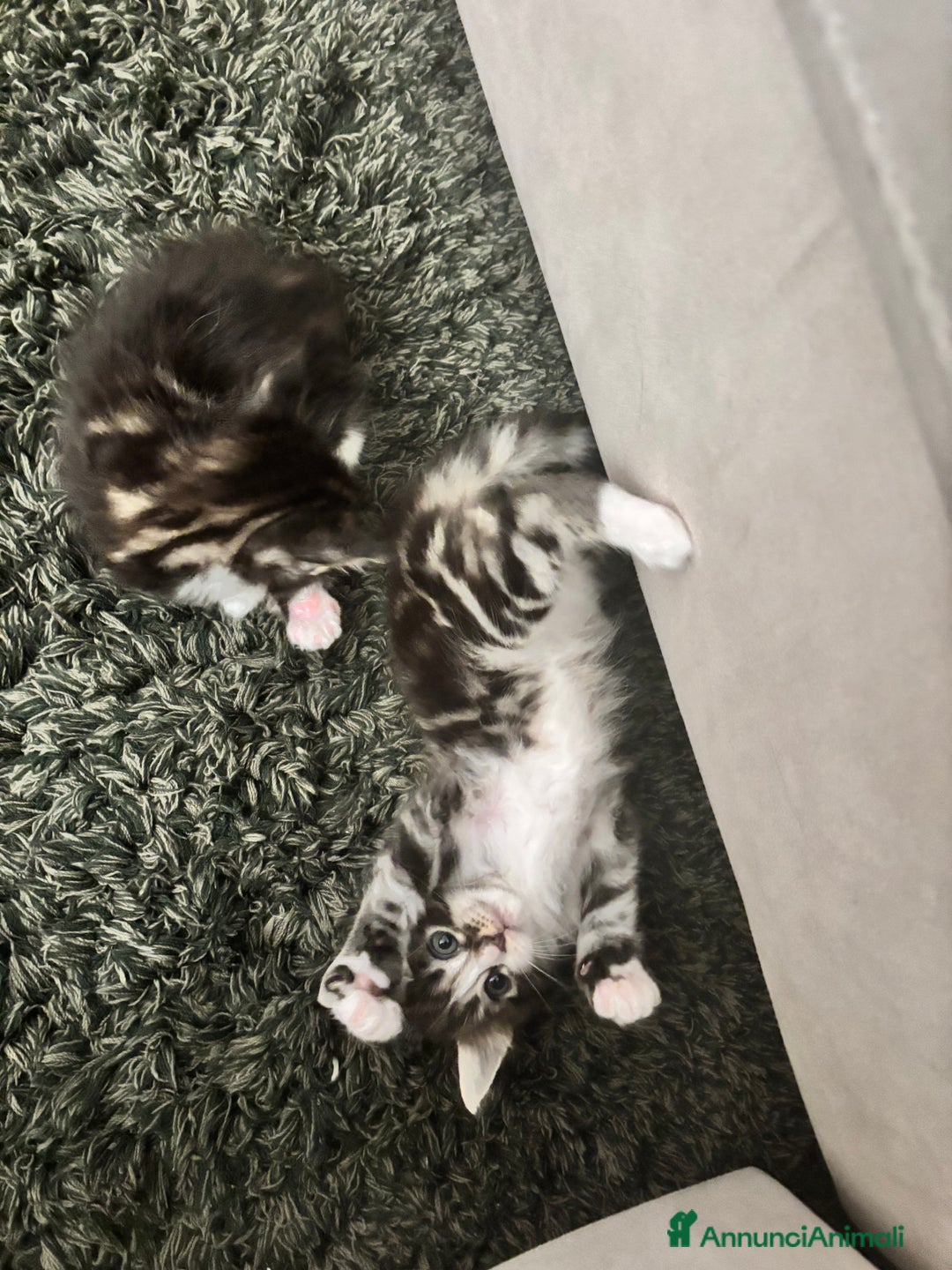 Maine Coon gatti in vendita: Cuccioli di Maine coon a Provincia di Mantova - Immagine 11