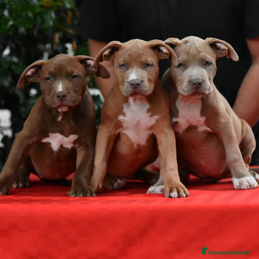 American Bully cani in vendita: Cucciole di American Bully XL. - Annuncio 1
