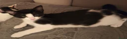 Europeo gatti in regalo:  ​🐾 QUATTRO MERAVIGLIOSI GATTINI CERCANO CASA! 🏡 - Annuncio 8