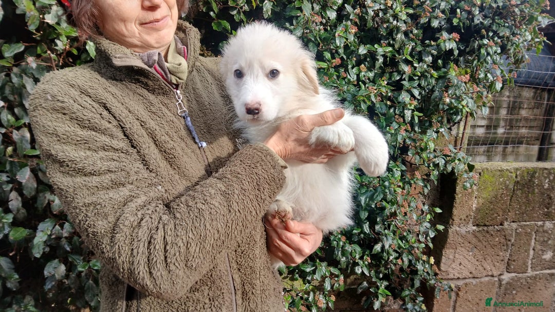 Meticcio cani in regalo: LA BELLISSIMA GEMMA TI STA ASPETTANDO, IN ADOZIONE - Annuncio 4