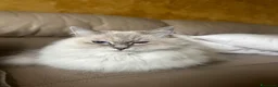 Siberiano gatti in vendita: Cucciolo siberiano neva cream  - Annuncio 2