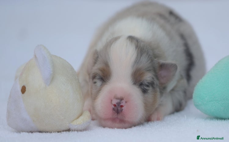 Miniature American Shepherd cani a Provincia di Padova - Annuncio 8