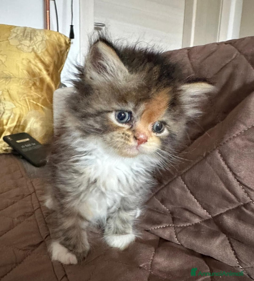 Persiano gatti in vendita: Gattine persiane normotipo  a Provincia di Reggio Emilia - Immagine 22