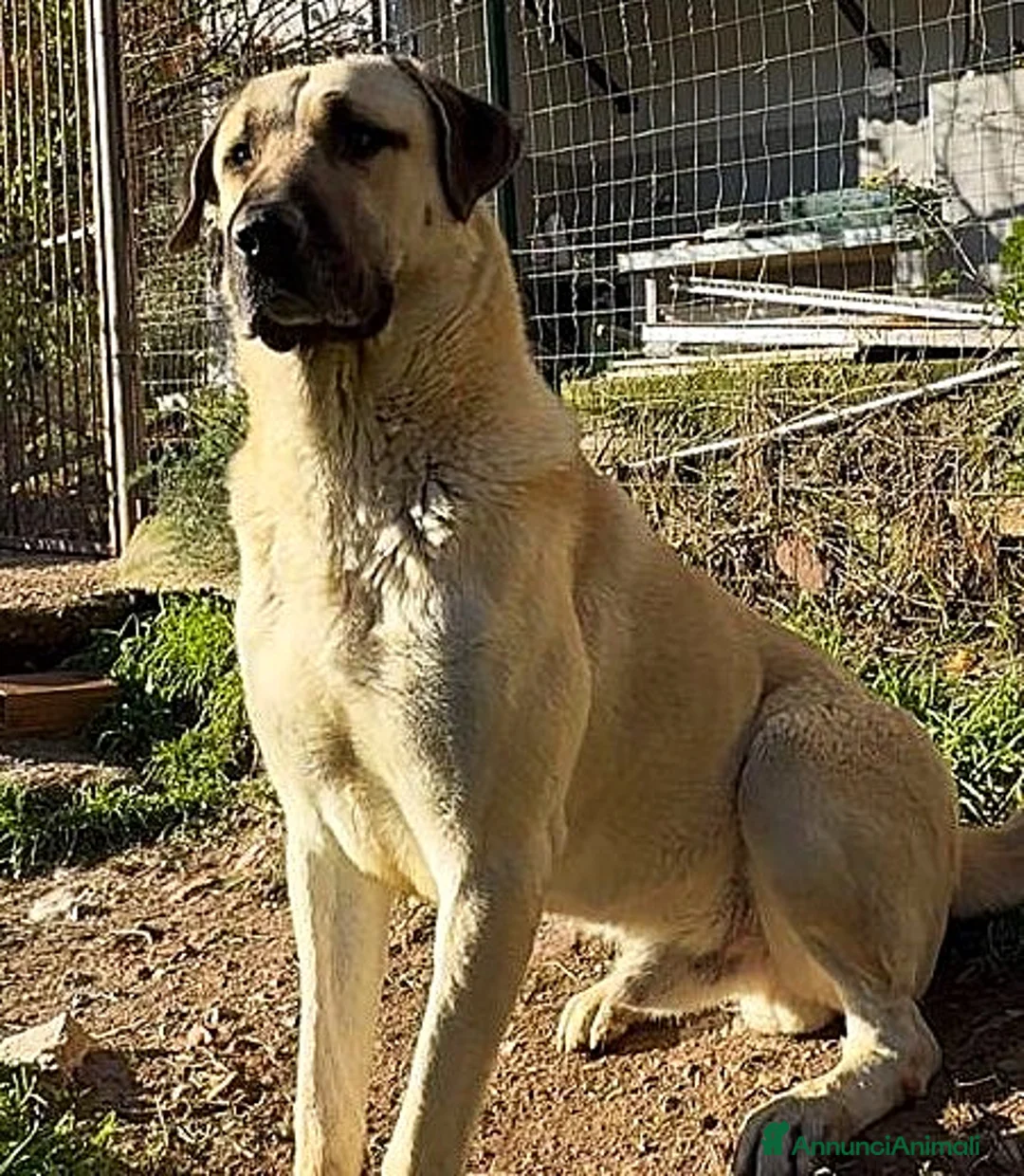 Pastore dell’Anatolia cani in vendita: Kangal a Provincia di Potenza - Annuncio 3