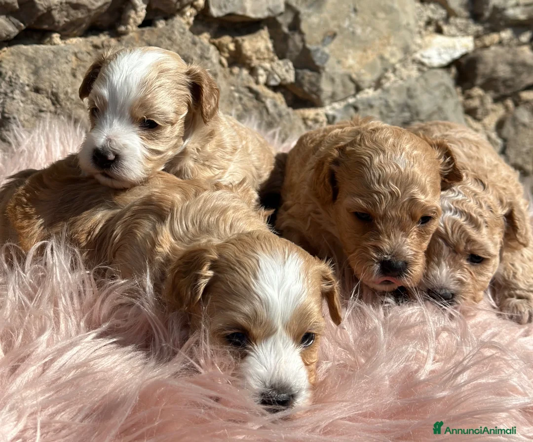 Maltipoo cani in vendita: Cuccioli di Maltipoo - Annuncio 1