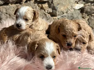 Maltipoo cani Cuccioli di Maltipoo - Annuncio 1