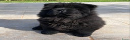 Chow Chow cani in vendita: Chow Chow Cucciole femmine nero e rosso  - Annuncio 11
