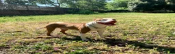 Pitbull cani in regalo: pitbull 7 anni  a Città metropolitana di Roma Capitale - Annuncio 4