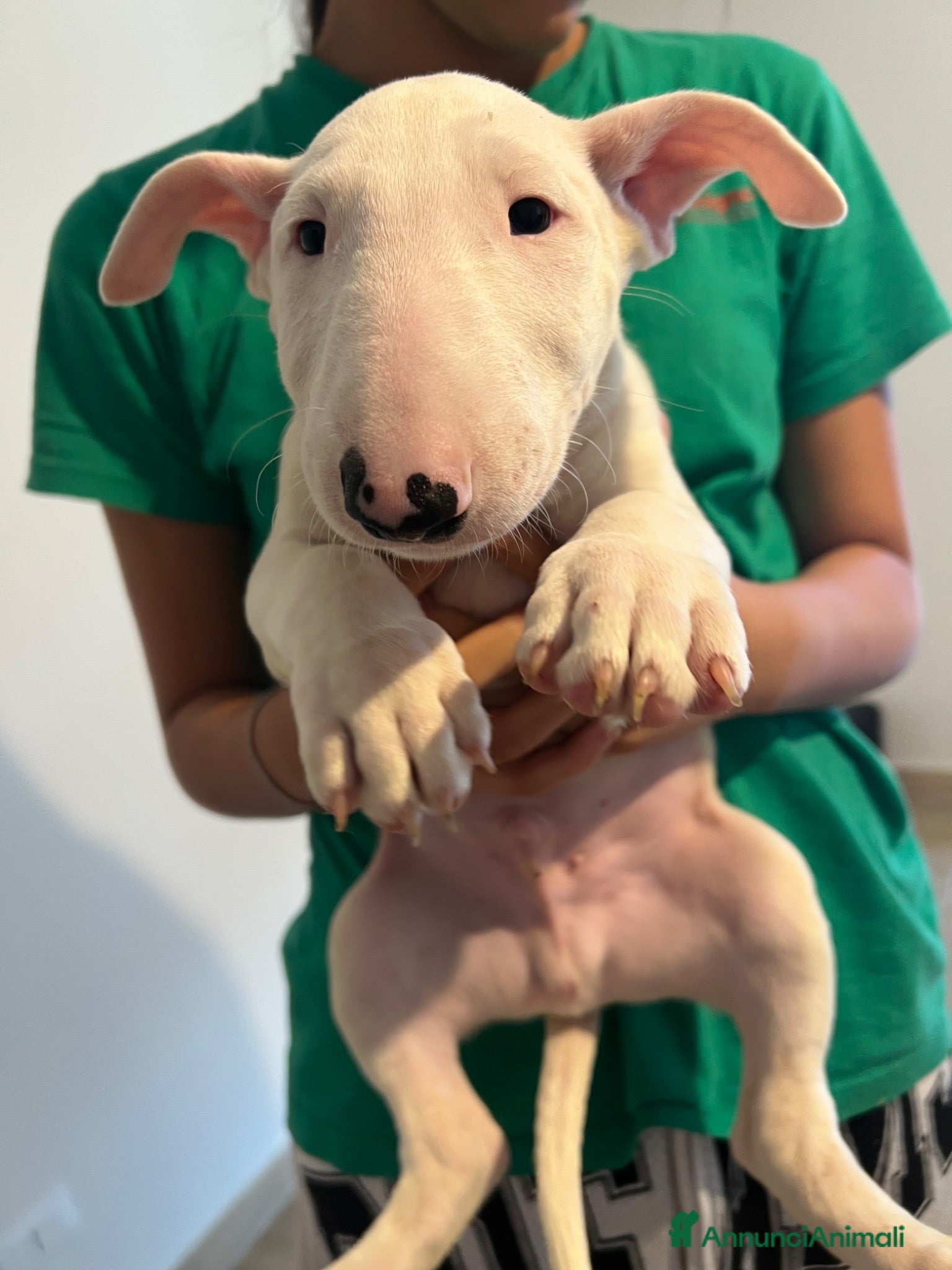 Bull Terrier cani ‼️DISPONIBILI CUCCIOLI BULL TERRIER STANDARD ‼️ - Annuncio 1