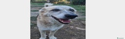 Meticcio cani in regalo: Rocky 12anni da anni in tugurio! LAZIO a Milano - Annuncio 1