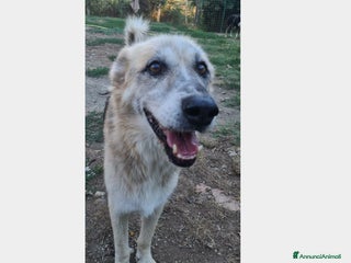 Meticcio cani Rocky 12anni da anni in tugurio! LAZIO a Milano - Annuncio 31