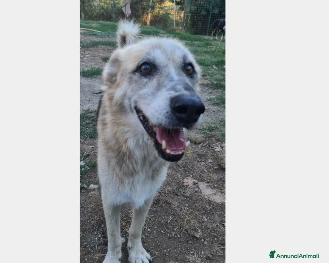 Meticcio cani in regalo: Rocky 12anni da anni in tugurio! LAZIO a Milano - Annuncio 1