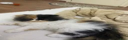 Persiano gatti in vendita: Gattine Persiane ipertipiche - Annuncio 3