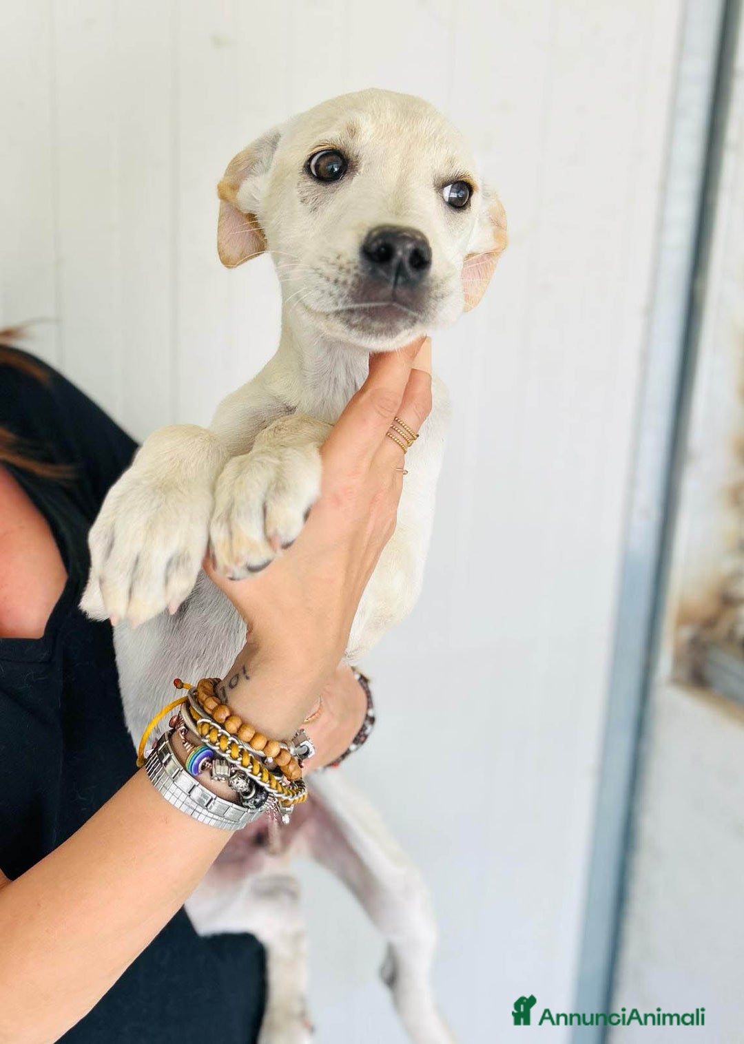 Altre razze cani in regalo: NERINO E BIANCHINO - Immagine 5