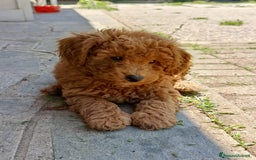 Barboncino cani in vendita: Barboncini cuccioli a Provincia di Pavia - Immagine 5