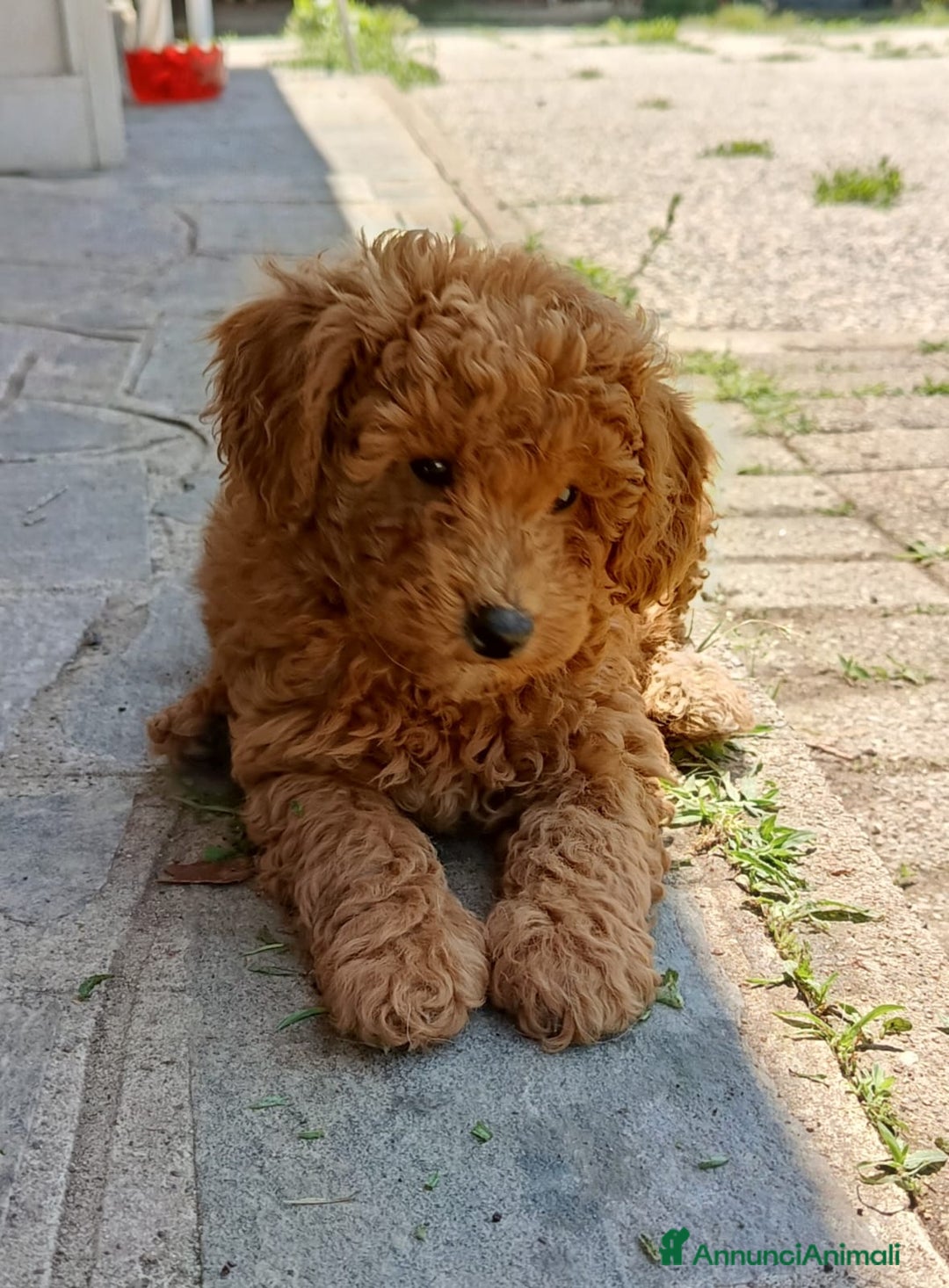 Barboncino cani in vendita: Barboncini cuccioli a Provincia di Pavia - Immagine 5