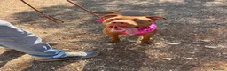 Pitbull cani in regalo: Shakira pitbull ottimo carattere - Annuncio 7