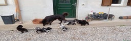Pastore della Lessinia e del Lagorai cani in vendita: Cuccioli pastore della Lessinia e del Lagorai  - Annuncio 7