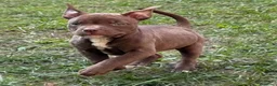 Pitbull cani in vendita: AMERICAN PITBULL TERRIER UKC  - Annuncio 4