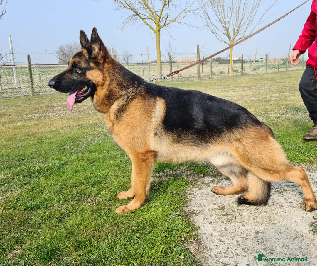 Immagine della galleria {{count}}