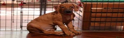 Rhodesian Ridgeback cani in vendita: Cuccioli Rhodesian Ridgeback con Pedigree ENCI - Annuncio 14