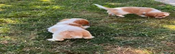Cavalier King cani in vendita: Cuccioli altamente selezionati  - Annuncio 2