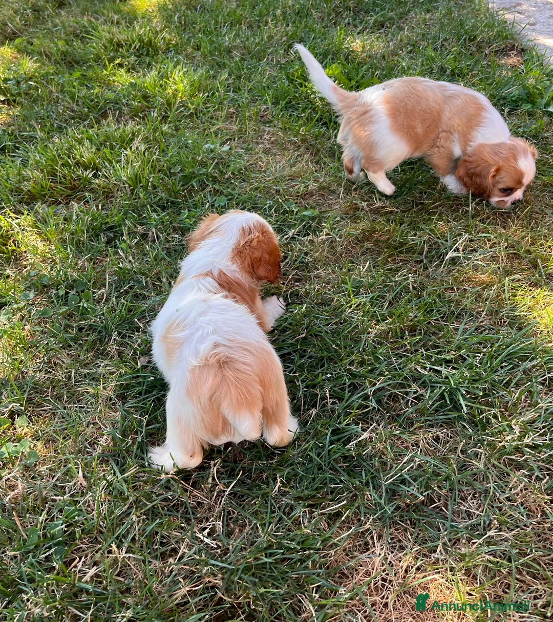 Cavalier King cani in vendita: Cuccioli altamente selezionati  - Annuncio 2