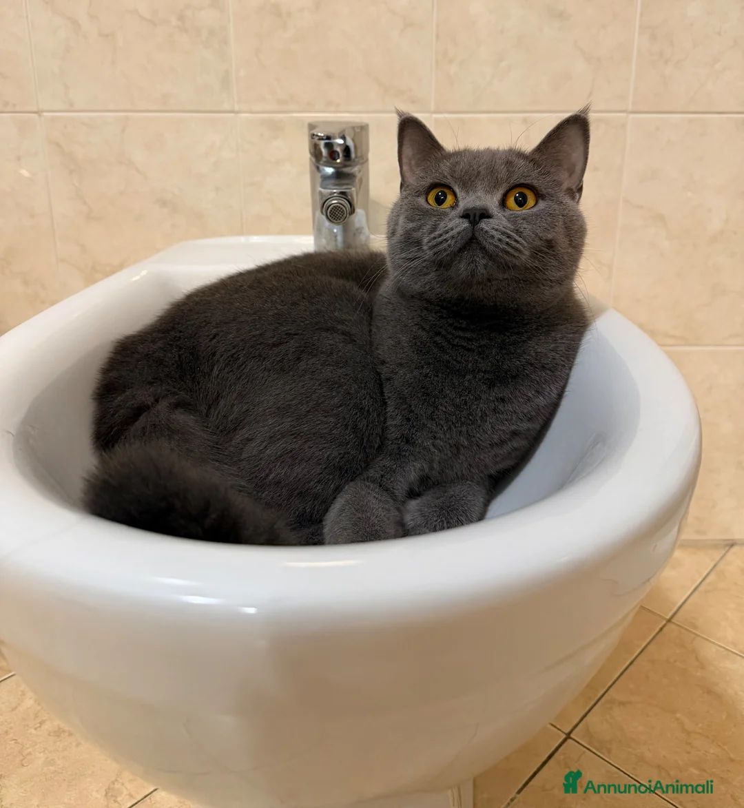 British gatti in vendita: BRITISH SHORTHAIR  - Annuncio 2