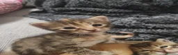 Meticcio gatti in regalo: Gattini a Provincia di Pordenone - Annuncio 3