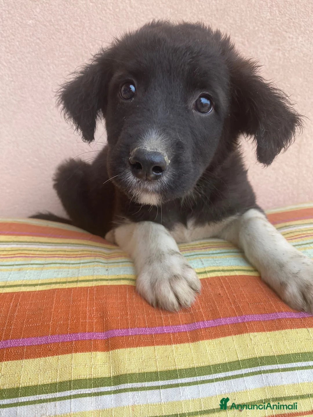 Meticcio cani in regalo: Dante meraviglioso cucciolo a pelo lungo  - Annuncio 3