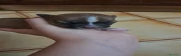 Chihuahua cani in vendita: Chihuahua  - Annuncio 4