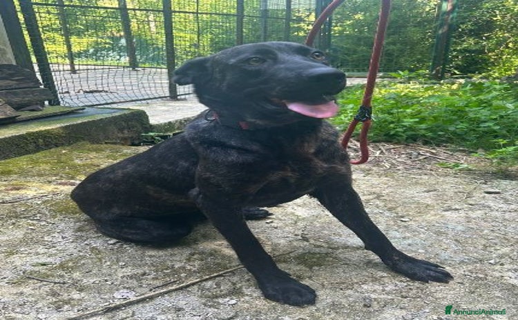 Meticcio cani a Città Metropolitana di Torino - Annuncio 12