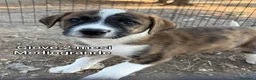 Meticcio cani in regalo: CUCCIOLI, URGENTE! TEMPO SCADUTO  a Provincia di Arezzo - Annuncio 10