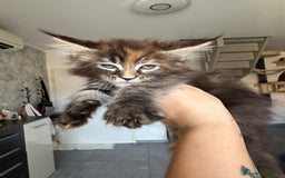 Maine Coon gatti in vendita: Cuccioli di Mainecoon  - Immagine 6