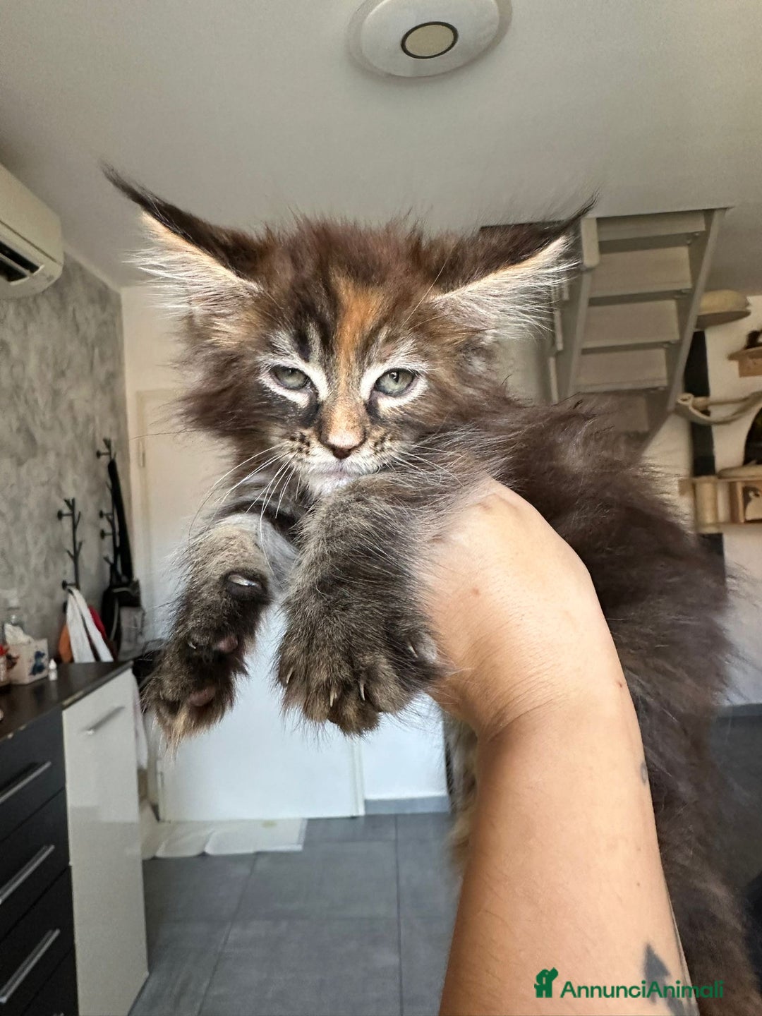 Maine Coon gatti in vendita: Cuccioli di Mainecoon  - Immagine 6