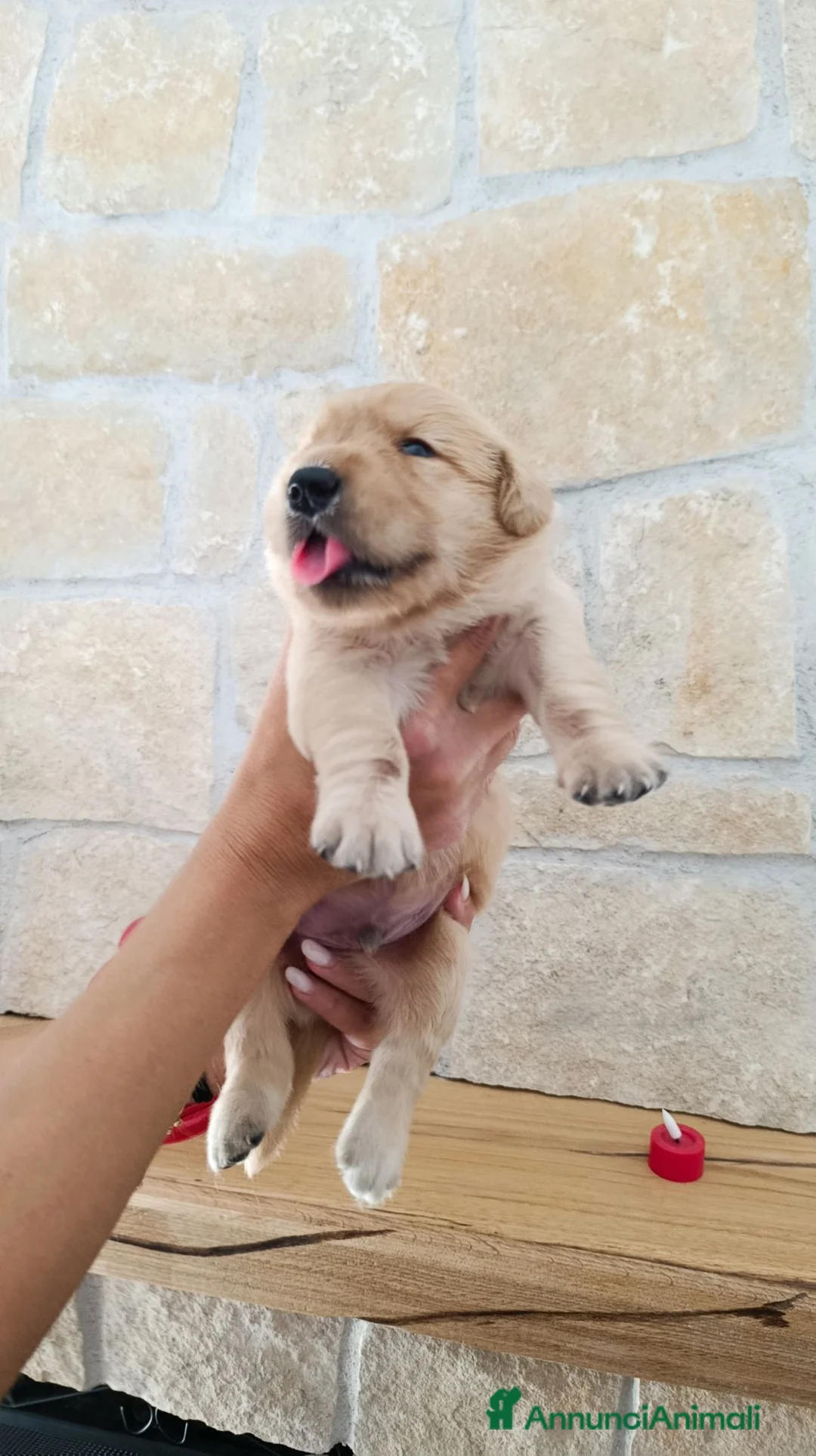 Golden Retriever cani in vendita:  Cucciolata casalinga Golden retriever Americani  a Provincia di Catanzaro - Annuncio 2