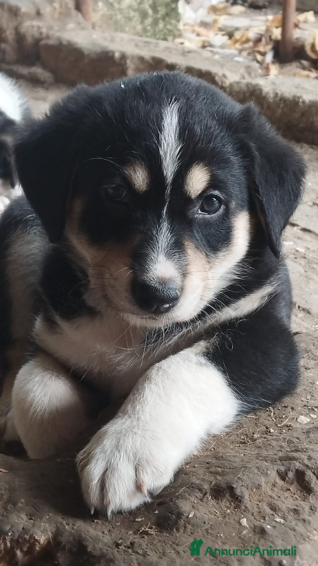 Altre razze cani in regalo: Cuccioli futura taglia media cercano adozioni  - Annuncio 6