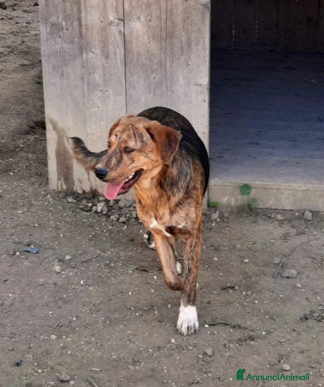 Meticcio cani in regalo: stupenda cucciola pandora in regalo - Annuncio 6