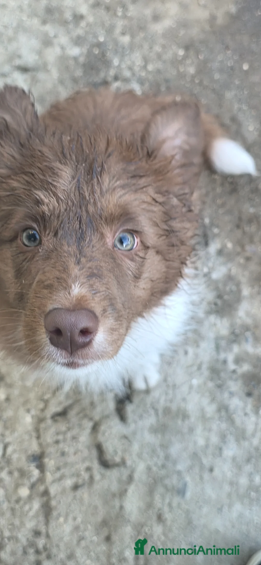 Border Collie cani in vendita: Border collie  - Annuncio 1