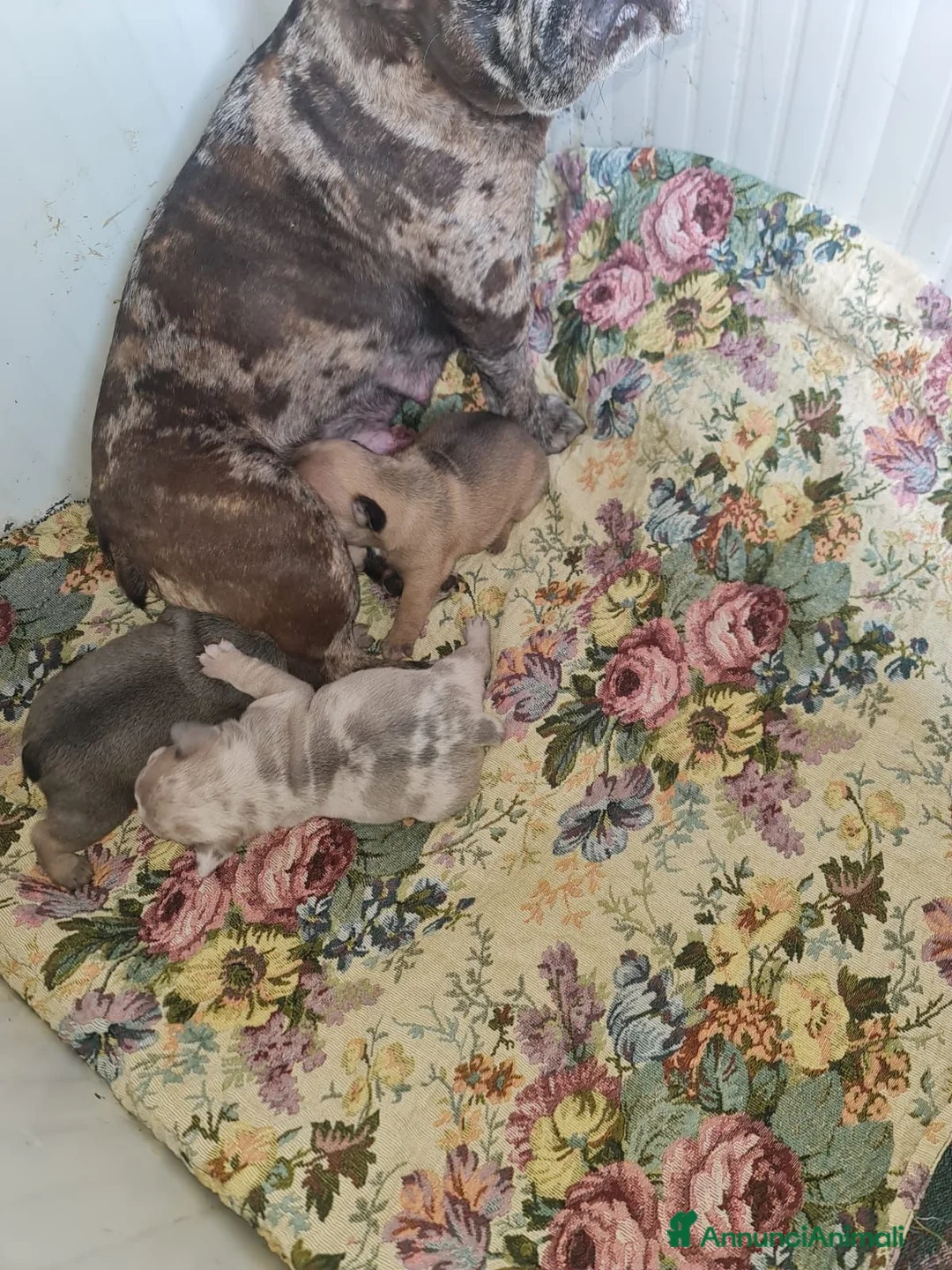 Bulldog Francese cani in vendita: Bulldog francese cuccioli - Annuncio 11