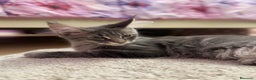Maine Coon gatti in vendita: Cucciole Maine coon - Annuncio 7