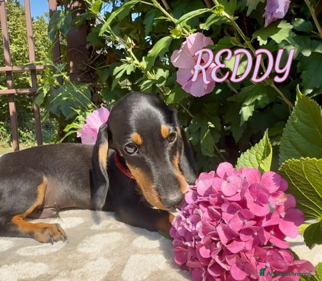 Bassotto cani in vendita: Cuccioli maschi bassotto  - Immagine 4