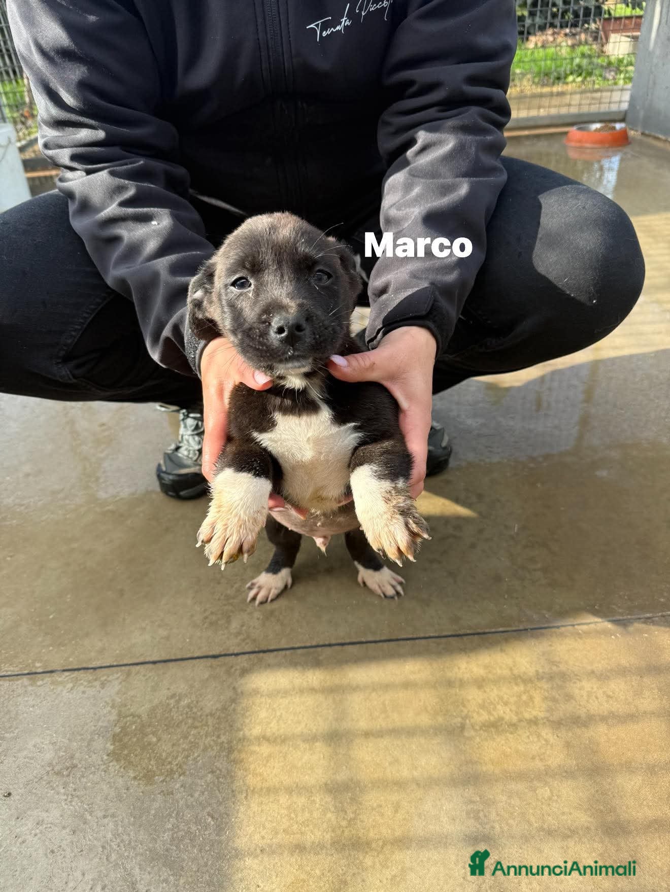 Meticcio cani Quattro cuccioli simil pitt!  - Annuncio 2