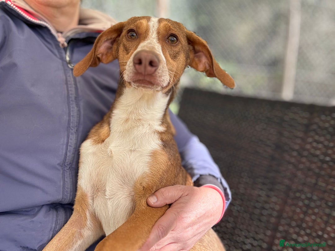 Immagine della galleria {{count}}