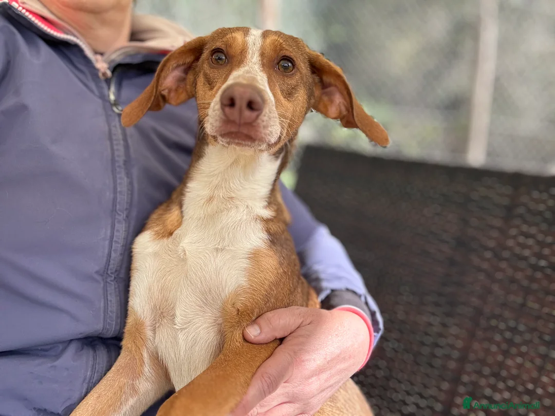 Immagine della galleria {{count}}