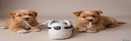 Maltipoo cani in vendita: Maltipoo originale - Annuncio 5