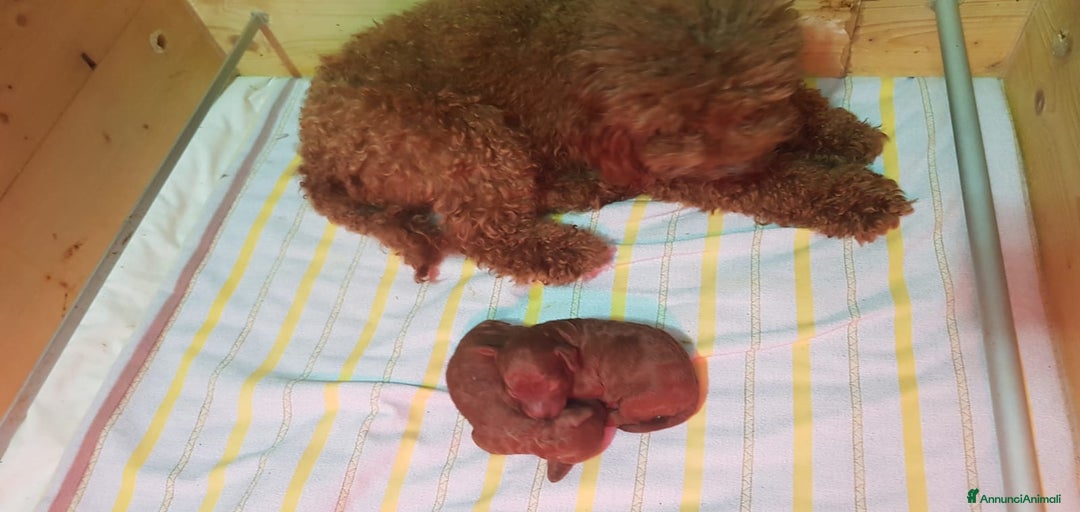 Immagine della galleria {{count}}