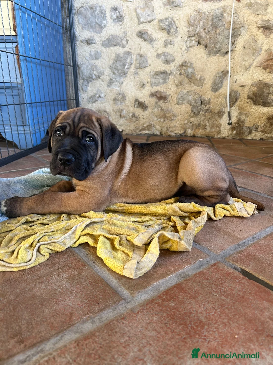 Cane Corso cani in vendita: Cucciolo Cane Corso - Annuncio 2