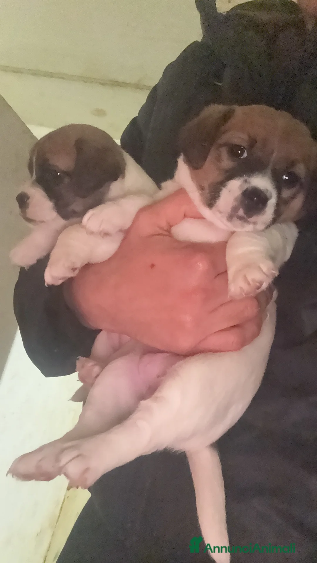 Jack Russell cani in vendita: Cucciola jack russell  - Annuncio 1